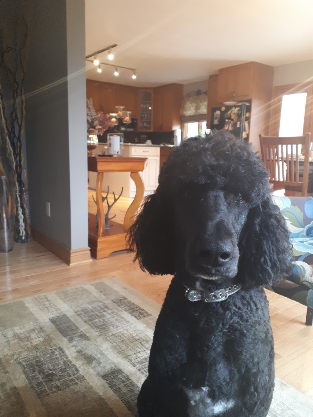 Woof! Pet Resort | 684459 Oxford 2, Woodstock, ON N4S 7V7, Canada | Phone: (519) 421-7387