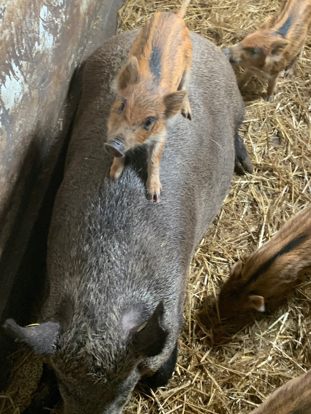 Ferme Sanglier des Bois | 440 Rang Petit Capsa, Saint-Augustin-de-Desmaures, QC G3A 1W8, Canada | Phone: (418) 878-0010