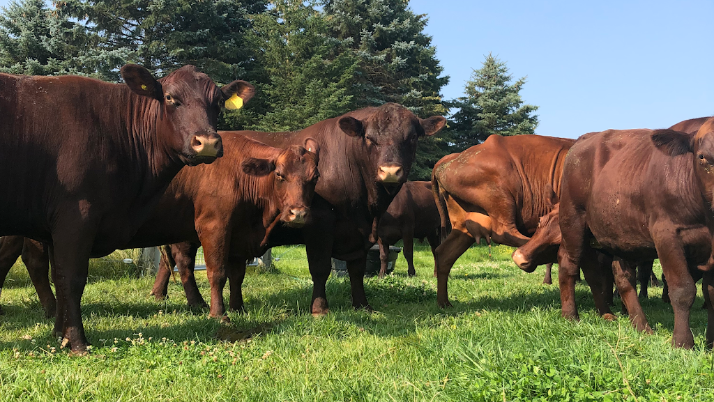 ForeverGreen Acres | 4363 Perth County Rd 119, Stratford, ON N5A 6S2, Canada | Phone: (226) 921-7868