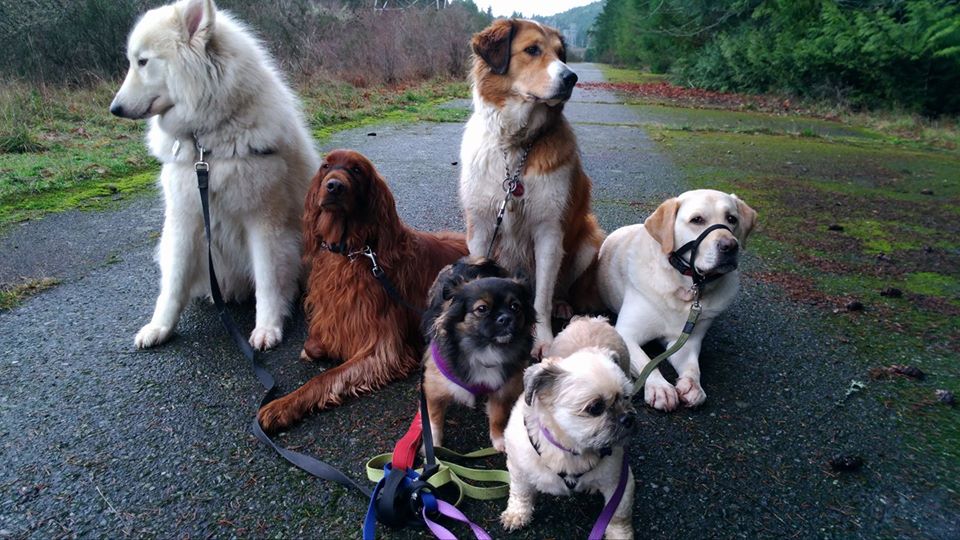 Tender Paws Dog Services | Cobble Hill, BC V0R, Canada | Phone: (250) 510-9258