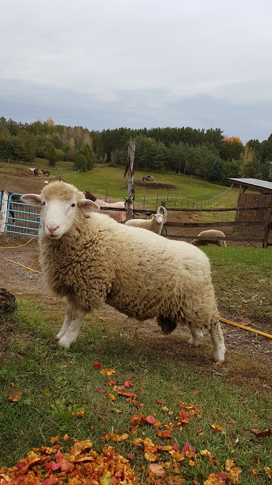 Ridges of the Moraine Stables | 1216 Concession Rd 4, Loretto, ON L0G 1L0, Canada | Phone: (519) 941-4674