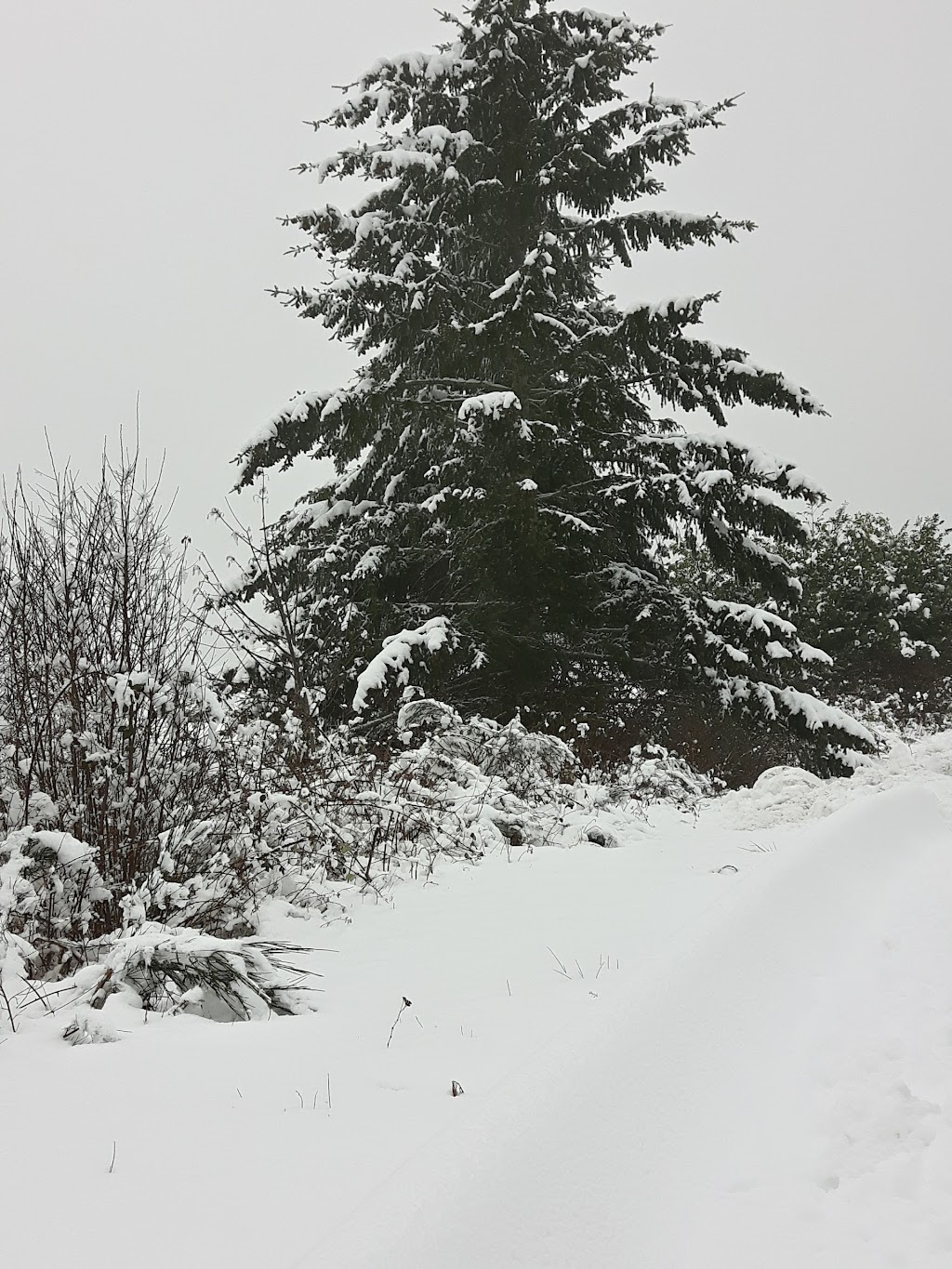 Glacier View Lodge | 2450 Back Rd, Courtenay, BC V9N 8B5, Canada | Phone: (250) 338-1451