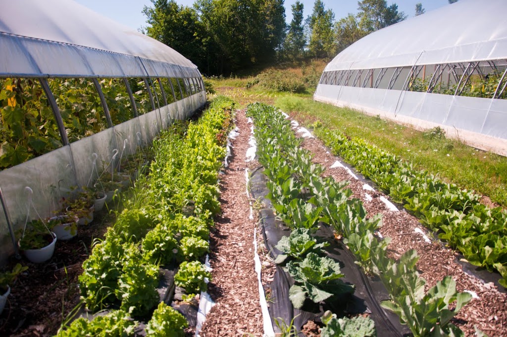 Jardi-fruits dantan - Ferme maraîchère sans pesticides | 555 Chemin Roarke, Saint-Denis-de-Brompton, QC J0B 2P0, Canada | Phone: (819) 846-4921