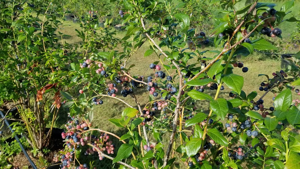 Les jardins de Mascouche | 1412 Chem. de la Côte Georges, Mascouche, QC J7K 3C2, Canada | Phone: (438) 880-9575