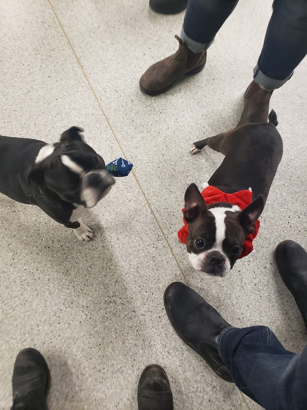 Doggieland | 1 Fairlawn Ave, Toronto, ON M5M 1S6, Canada | Phone: (647) 748-4364