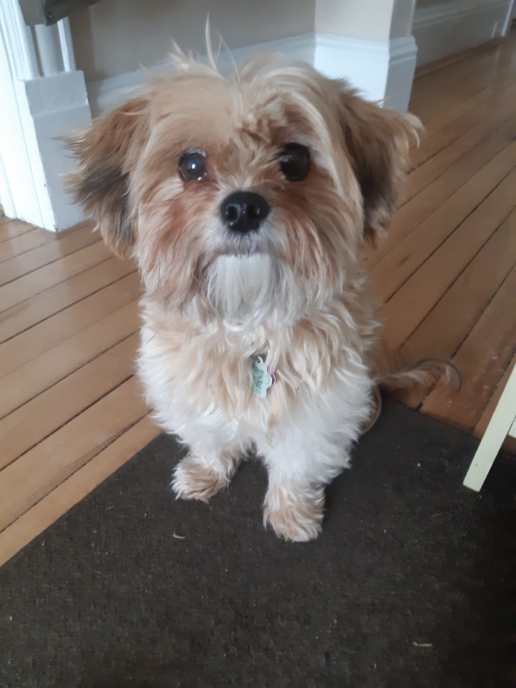 St Thomas Pet Salon | 25 Wilson Ave, St Thomas, ON N5R 3P9, Canada | Phone: (519) 633-3150