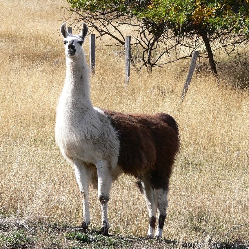 The Llama Sanctuary | 2415 Chase Falkland Rd, Chase, BC V0E 1M1, Canada | Phone: (250) 679-8121