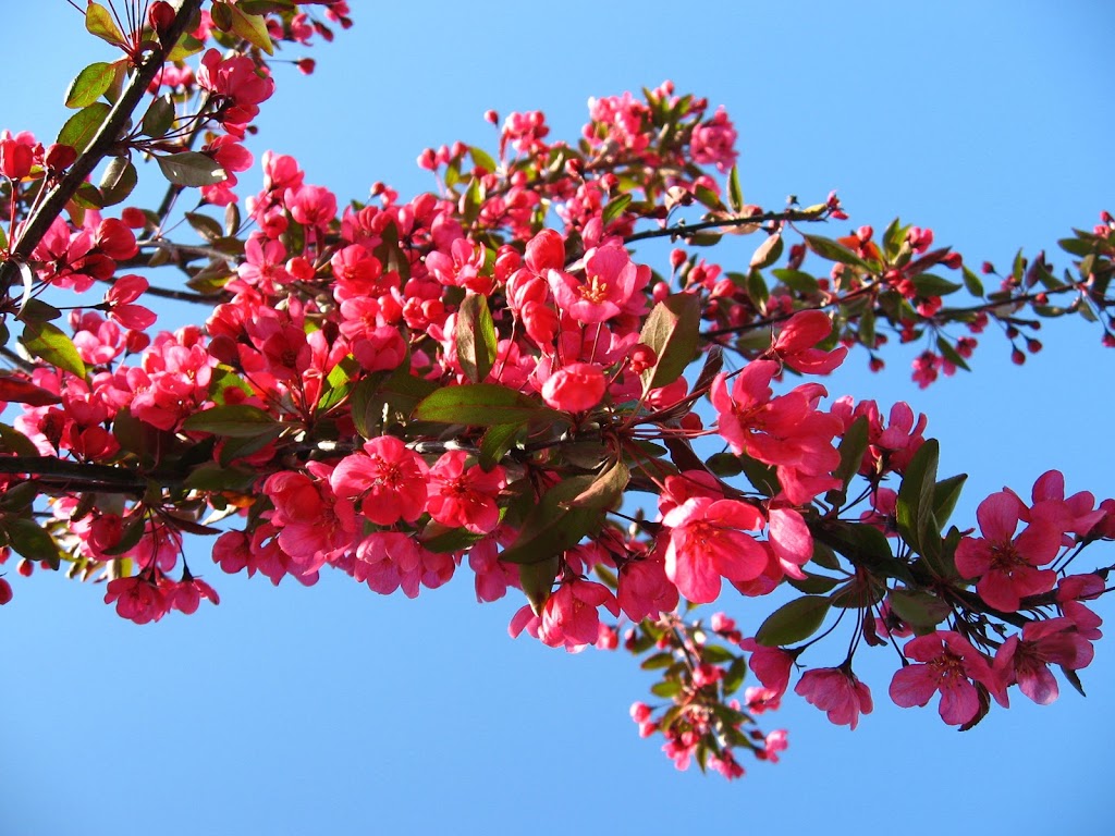 Specimen Trees Wholesale Nurseries Ltd | 18598 Advent Rd, Pitt Meadows, BC V3Y 2G8, Canada | Phone: (604) 465-7122