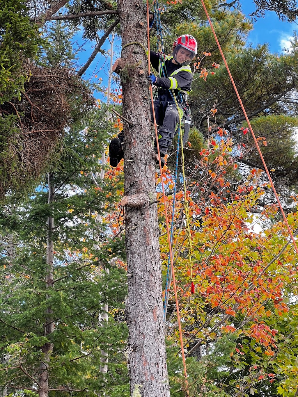 Foxwood Tree Care | Foxwood Crescent, Mineville, NS B2Z 1J7, Canada | Phone: (902) 401-2881