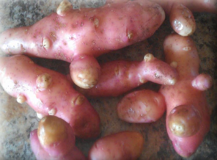 Eagle Creek Seed Potatoes | 34530 Range Rd 14, Bowden, AB T0M 0K0, Canada | Phone: (877) 224-3939