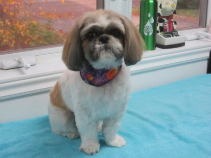 Salon Canin Gipsy | 2016 8e Av, Saint-Augustin-de-Desmaures, QC G3A 1W7, Canada | Phone: (418) 655-5735