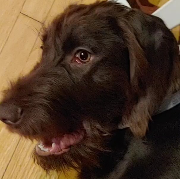 Canine Academy | 10463 Guelph Line, Campbellville, ON L0P 1B0, Canada | Phone: (905) 854-1292