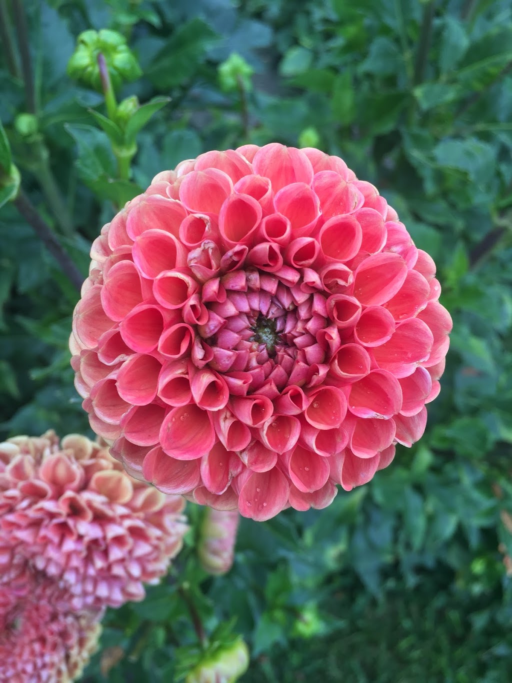 Whites Creek Flower Farm | 1125 Concession Rd 7, Beaverton, ON L0K 1A0, Canada | Phone: (705) 928-2910