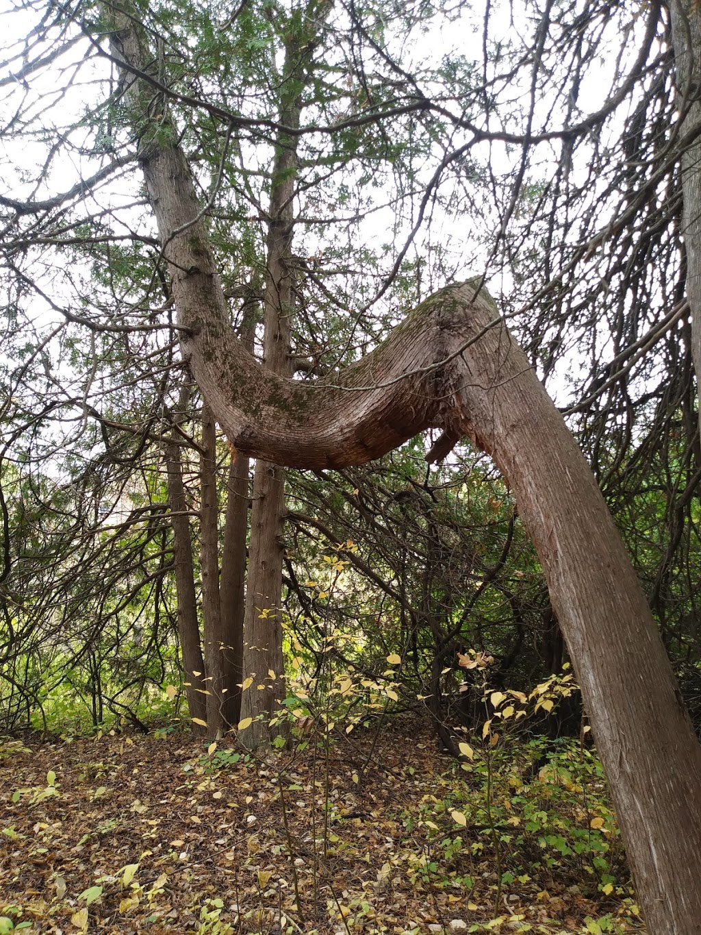 Parc Naturel des Parulines | 166 Chemin du Clocher, Saint-Jean-sur-Richelieu, QC J3B 7B2, Canada | Phone: (450) 359-2400