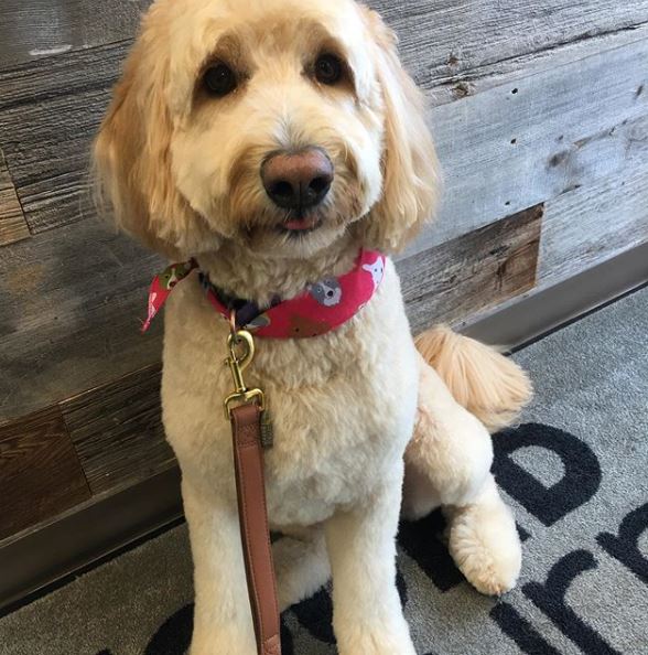 Hound & Purr Pet Grooming Spa | 1181 The Queensway #3, Etobicoke, ON M8Z 0C5, Canada | Phone: (416) 253-9494