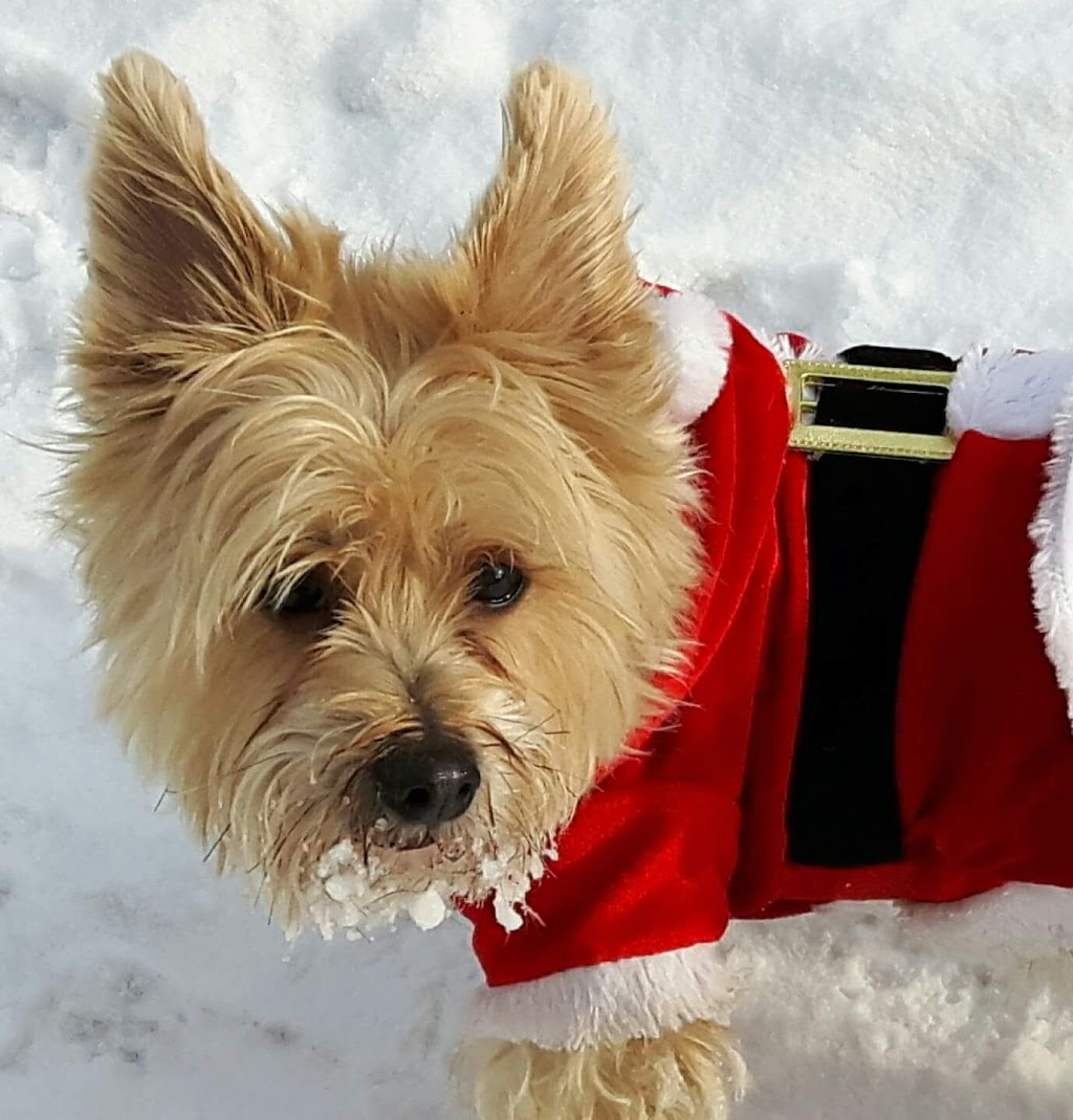 Town & Country Animal Hospital | 5208 Stouffville Rd, Whitchurch-Stouffville, ON L4A 7X5, Canada | Phone: (905) 640-4107