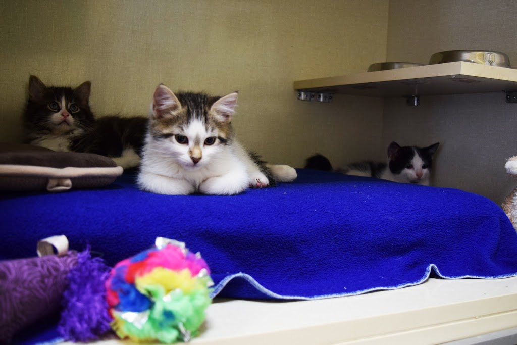 Clinique Vétérinaire Des Chats (La) | 263 Boul. Saint-Jean, Pointe-Claire, QC H9R 3J1, Canada | Phone: (514) 674-2428