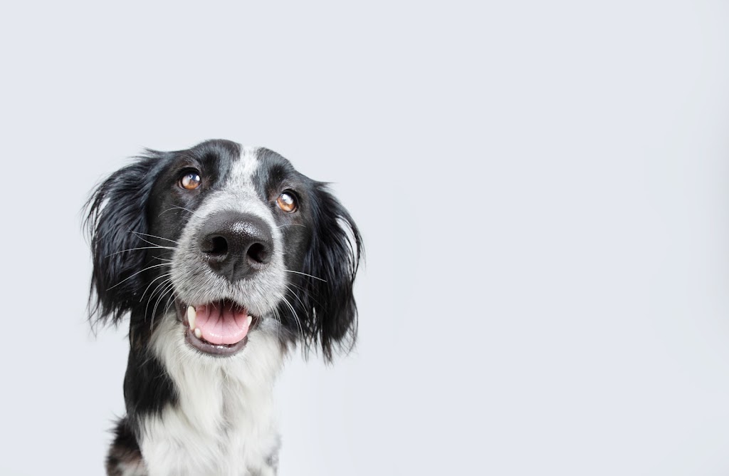 All Kind Grooming | 3578 Township Rd 294, Cremona, AB T0M 0R0, Canada | Phone: (587) 216-2793