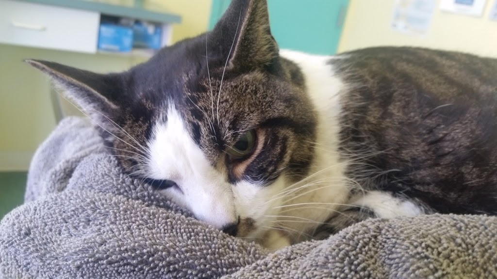 Applewood Veterinary Hospital | 3621 Dixie Rd, Mississauga, ON L4Y 4H3, Canada | Phone: (905) 629-3715