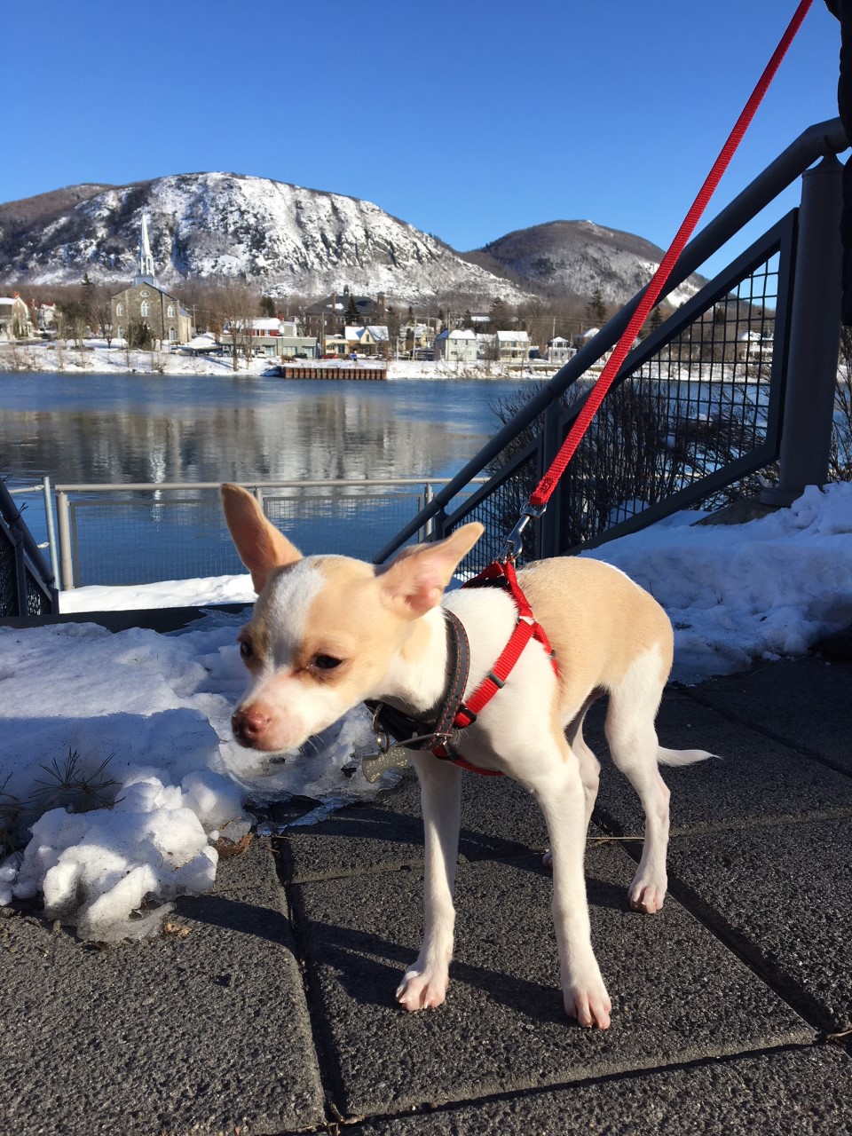 Joëlle Hamelin, intervenante en comportement canin | 119, boul. Sir-Wilfrid-Laurier (route 116), Saint-Basile-le-Grand, QC J3N 1A1, Canada | Phone: (514) 668-0950
