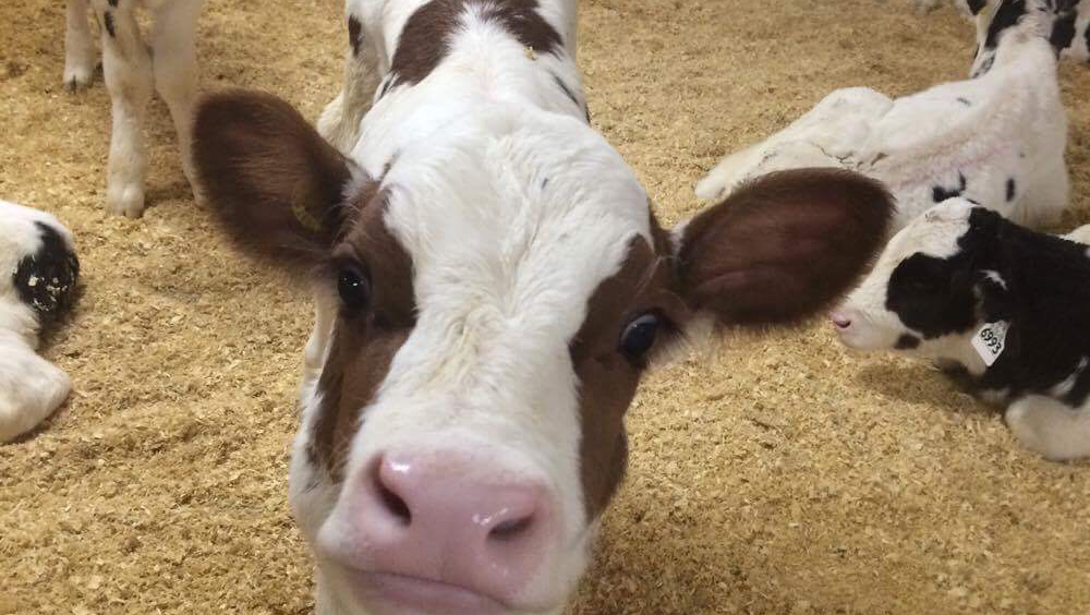 Ferme la marre | 2 Chemin de lÉquerre, Baie-Saint-Paul, QC G3Z 2Y5, Baie-Saint-Paul, QC G3Z 2W7, Canada | Phone: (418) 760-8956