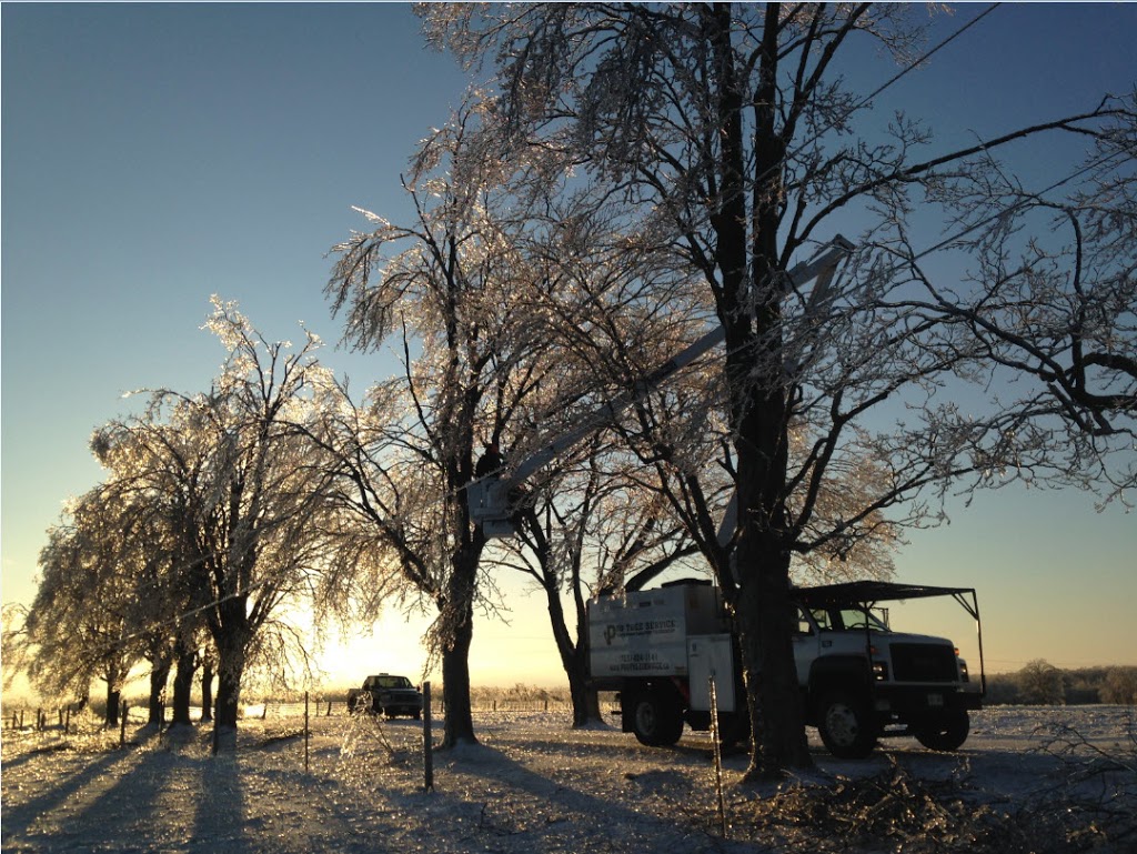 Pro Tree Service | 8071 4 Line, Angus, ON L0M 1B0, Canada | Phone: (705) 424-1141