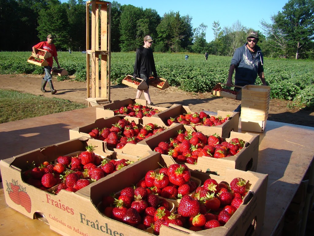Gouchers Farm Market | 14935, Nova Scotia Trunk 1, Wilmot, NS B0P 1W0, Canada | Phone: (902) 242-3422