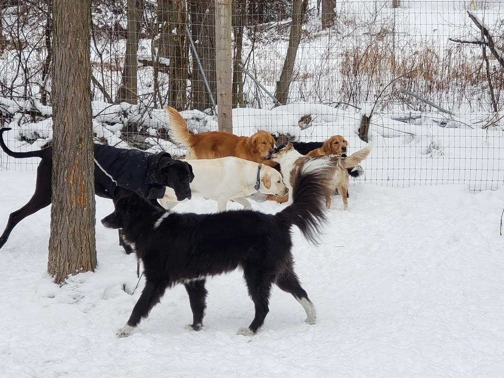 Golden Acres Dog Resort | 6073 5th Line, Rockwood, ON N0B 2K0, Canada | Phone: (416) 500-8332