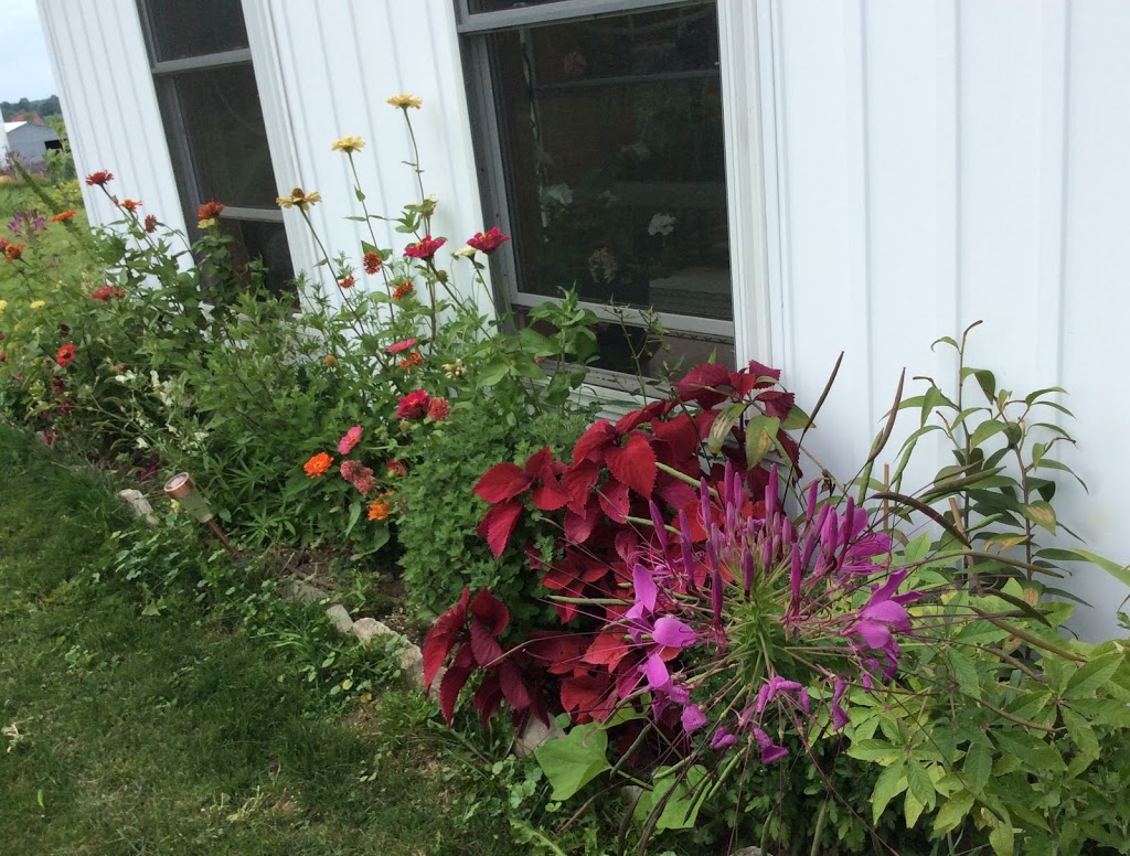 Rosemount Farms | 622 Concession Rd 2, Dobbinton, ON N0H 1L0, Canada | Phone: (519) 934-2511