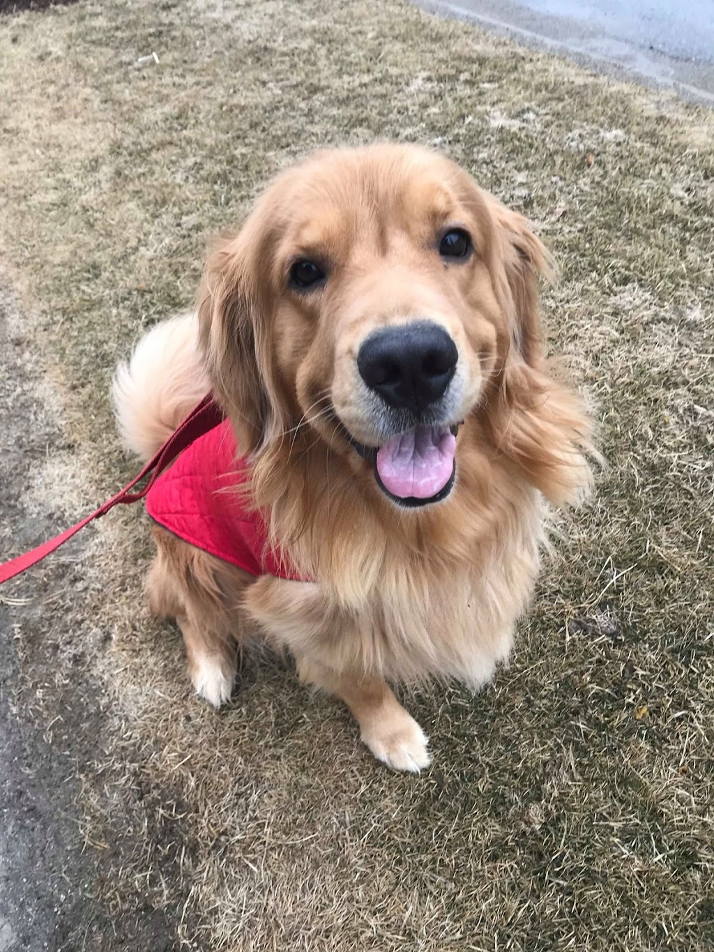 Puppy Breaks | 47 Diane Dr, Orangeville, ON L9W 3M9, Canada | Phone: (519) 278-6929