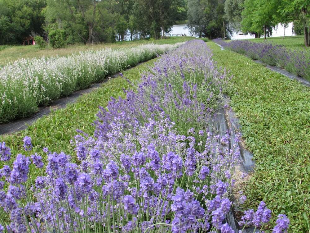 Christel Lake Lavender | 1381 Scugog Line 12, Greenbank, ON L0C 1B0, Canada | Phone: (905) 985-9060