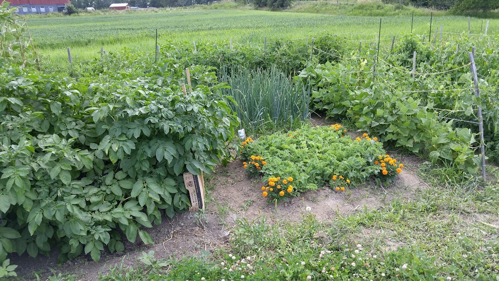 Maple Hill Urban Farm | 200 Moodie Dr, Nepean, ON K2H 8K6, Canada | Phone: (613) 828-2987