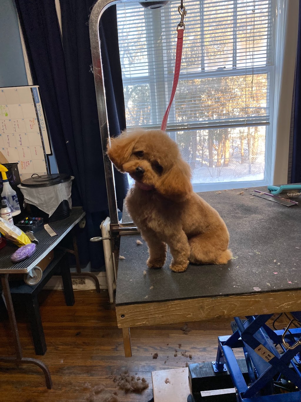 Nail to Tail pet grooming | 1334 Armour Rd, Peterborough, ON K9H 0E2, Canada | Phone: (705) 745-2581