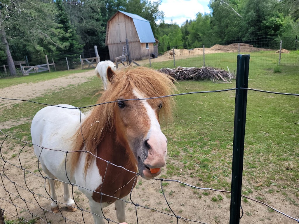 SAFE - Sanctuaire pour animaux de ferme de lEstrie | 508 Rte de Mansonville, Mansonville, QC J0E 1X0, Canada | Phone: (514) 609-8148