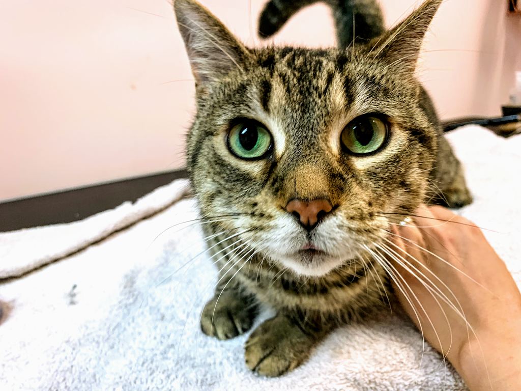 Bubble Be Be Pet Grooming Spa | 1395 Abbeywood Dr #3A, Oakville, ON L6M 3B2, Canada | Phone: (905) 827-7774