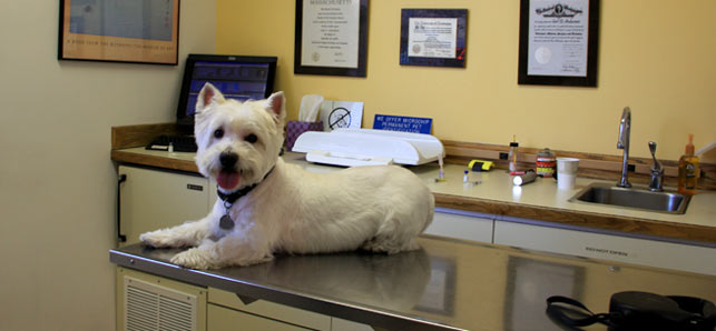 Mercy Animal Hospital | 15825 97 St NW, Edmonton, AB T5X 0C7, Canada | Phone: (780) 406-1400
