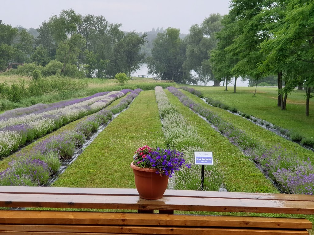 Christel Lake Lavender | 1381 Scugog Line 12, Greenbank, ON L0C 1B0, Canada | Phone: (905) 985-9060