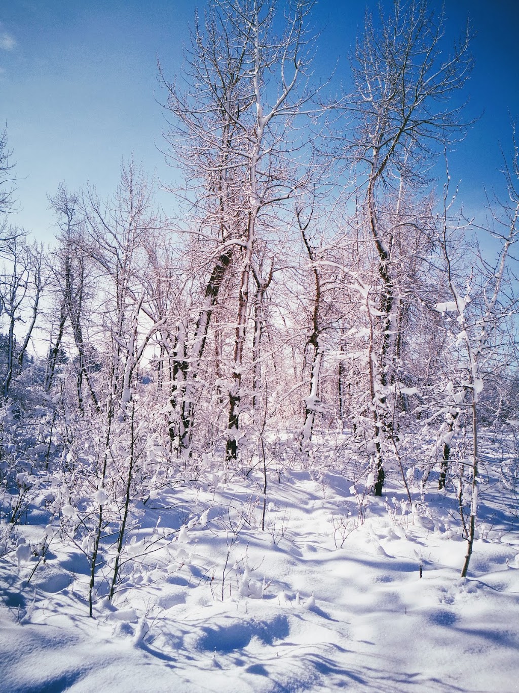 Black Diamond Offleash Park | 218 2 St NW, Black Diamond, AB T0L 0H0, Canada | Phone: (587) 888-3925