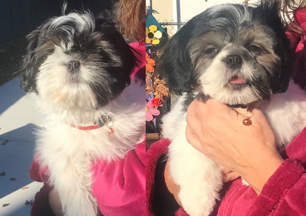 WeeBreed Dog Grooming | 9 McLeod Road Northwest As 9 McLeod Place Grey Townhouses McLeod Place, 53 St NW, Edmonton, AB T5A 3A8, Canada | Phone: (780) 473-6591