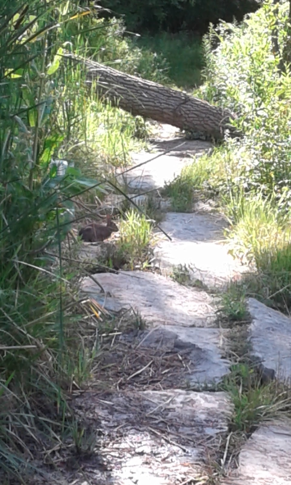 Anna Mae Bacon Bird Sanctuary | 1-85 NY-391, Hamburg, NY 14075, USA