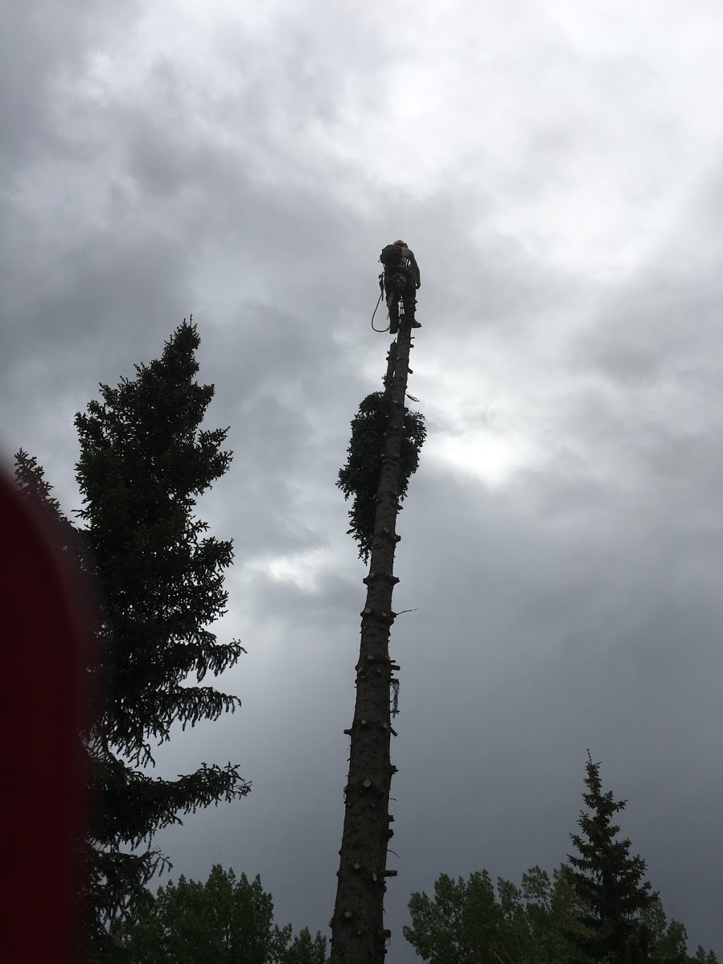 Symmetree Arborist Services | 138 Riverglen Park SE, Calgary, AB T2C 3Z1, Canada | Phone: (587) 229-8060