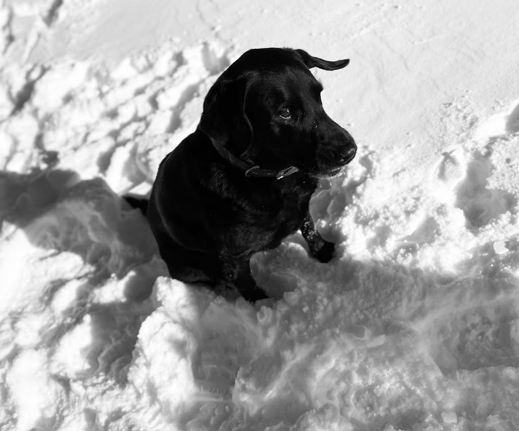 Alpha Advantage Raw Dog Food | 41829 Forks Rd, Wainfleet, ON L0S 1V0, Canada | Phone: (289) 213-2580
