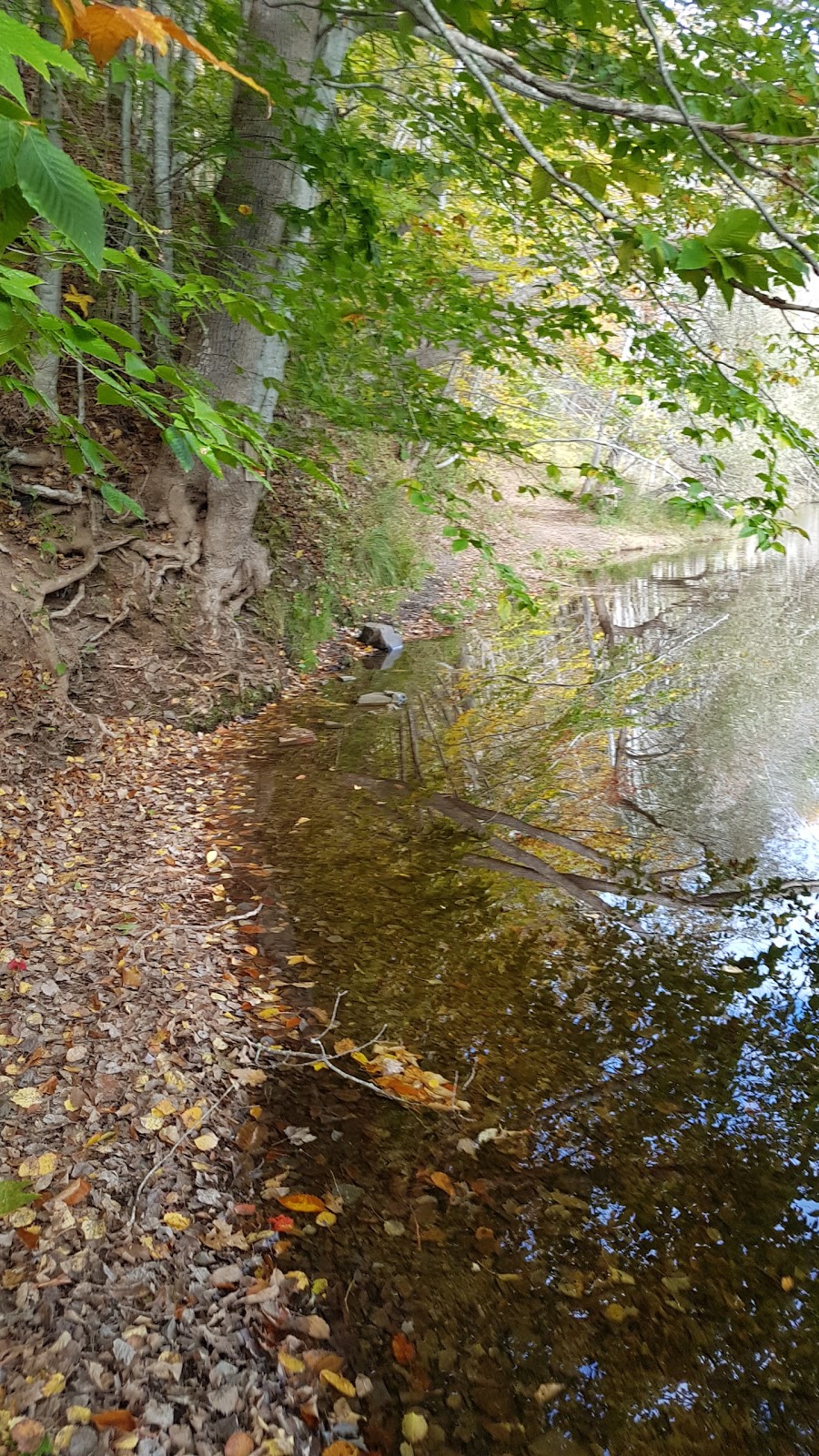 White Rock River Hike | Deep Hollow Rd, Wolfville, NS B4P 2R2, Canada | Phone: (902) 476-1613