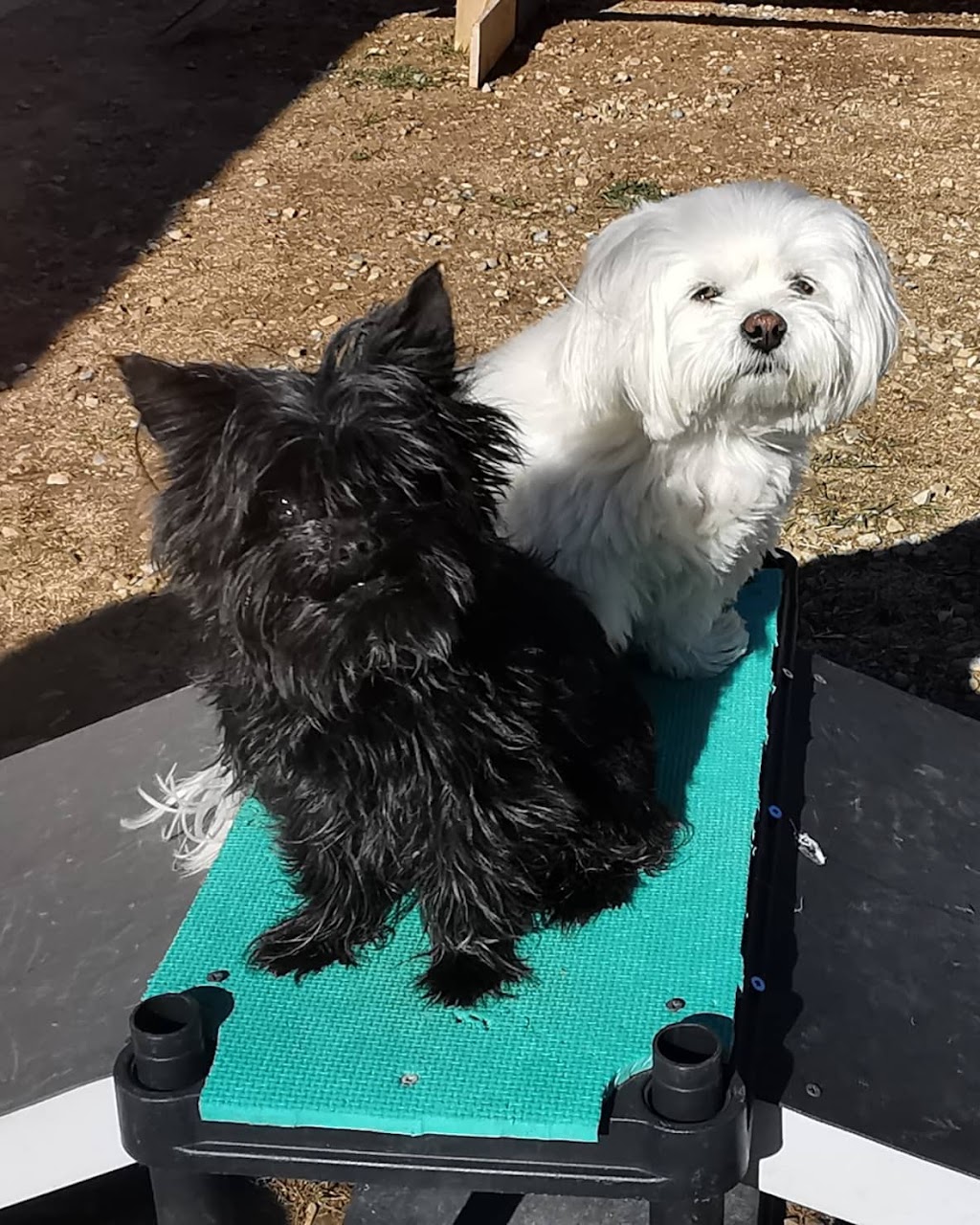 Wildsands Petcare & training | 321 61 Ave SW, Calgary, AB T2H 2W7, Canada | Phone: (403) 816-3192