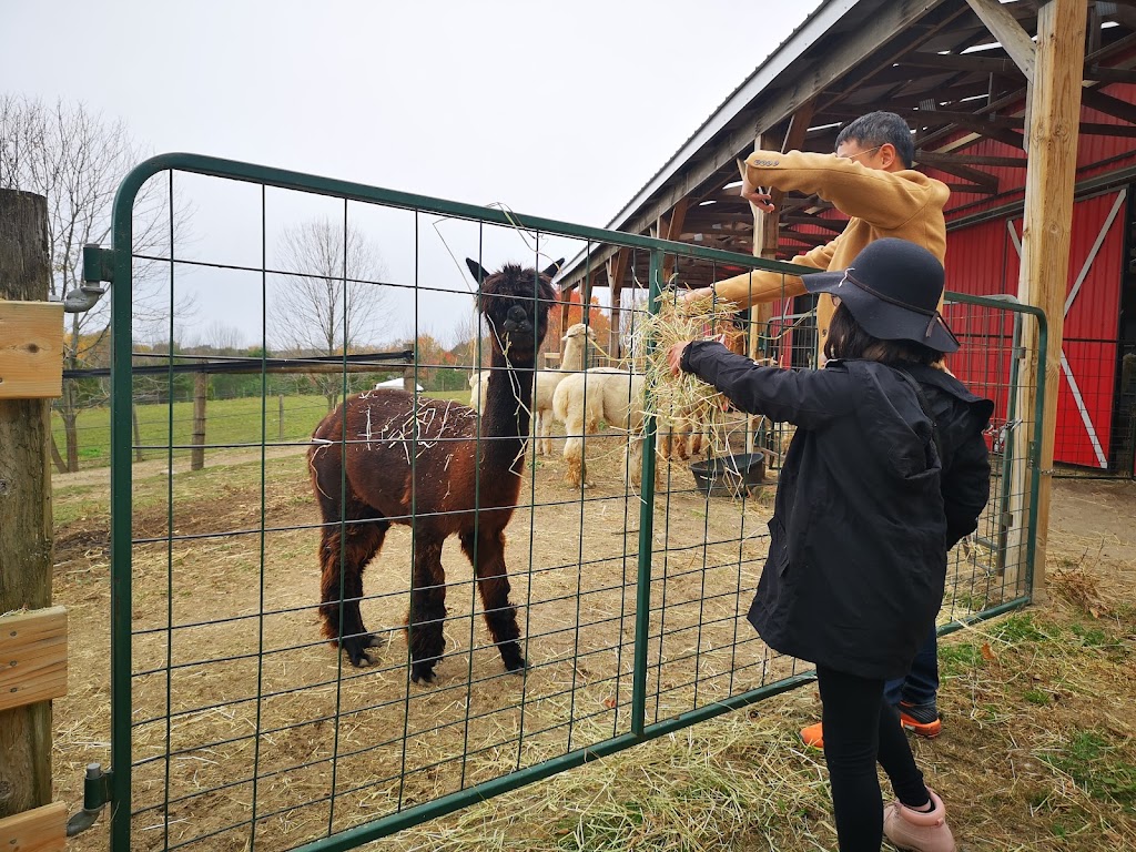Twistlane Alpacas | 1570 Concession 3 Rd, Goodwood, ON L0C 1A0, Canada | Phone: (416) 818-7841