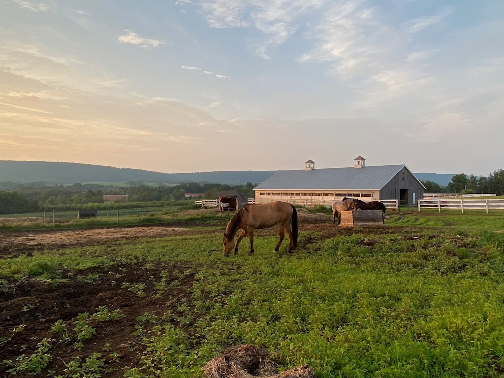 Willow & Withers Stables | 1575 Middle Dyke Rd, Centreville, NS B0P 1J0, Canada | Phone: (902) 483-4811