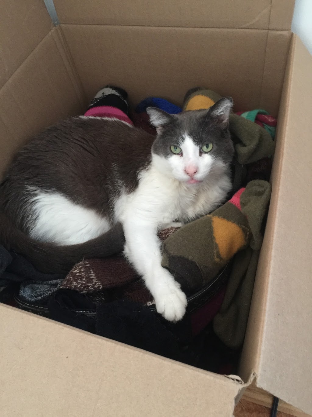 Clinique Vétérinaire Passionimo Grand-Mère | 799 Avenue de Grand-Mère, Grand-Mère, QC G9T 2H8, Canada | Phone: (819) 533-3663