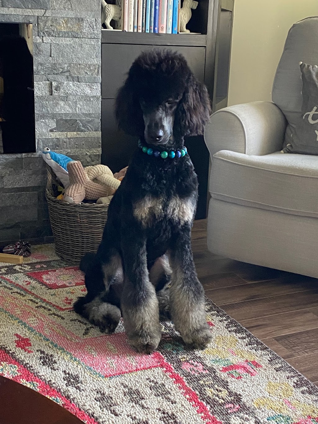 Doggie Detailing | 391 Dundas St W #1, Trenton, ON K8V 5S4, Canada | Phone: (613) 394-5757