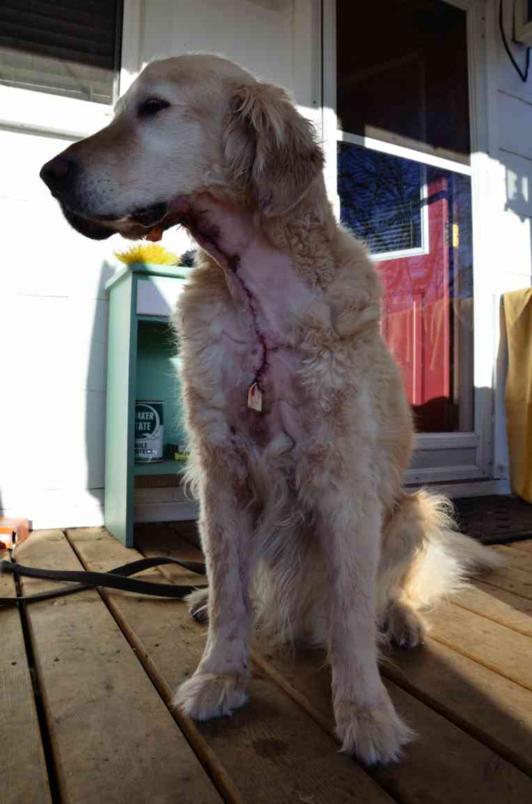 Caledonia Veterinary Clinic | 230 Argyle St S, Caledonia, ON N3W 1K7, Canada | Phone: (905) 765-6206