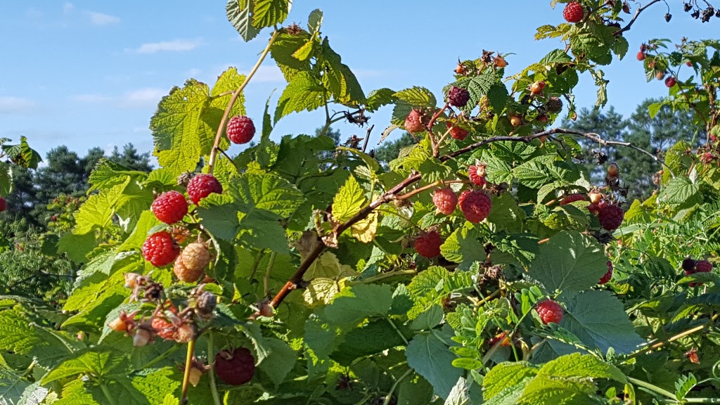 Gaétan Roy Strawberries | 1015 Chemin de Joliette, Lanoraie, QC J0K 1E0, Canada | Phone: (450) 887-0893